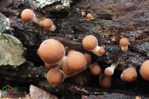 psathyrella piluliformis (1000 x 667).jpg_product_product_product_product